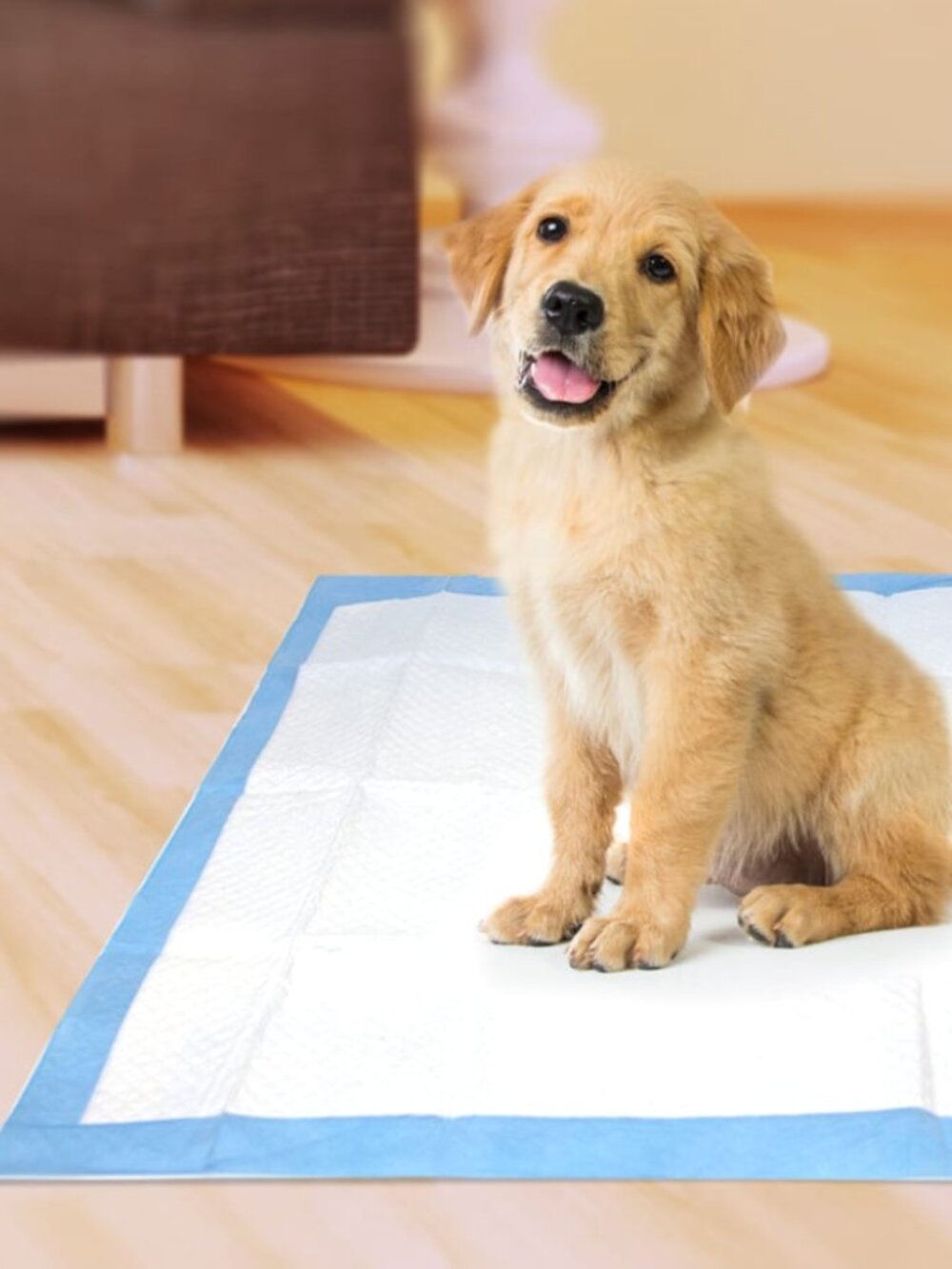 Puppy Training Pads - Blue/White Pack